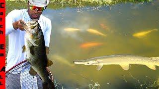 NEW GIANT PET BASS Vs the MONSTER FISH POND!