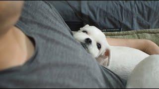 편안한말티즈#곰이몽이