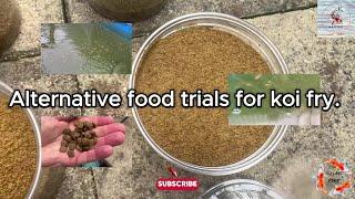 Alternative food trials for koi fry.