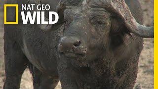 These African Buffalo Have Each Other's Backs | Nat Geo Wild