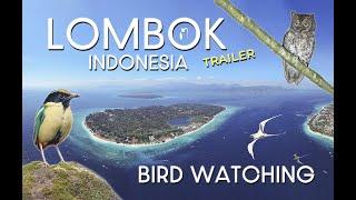 BIRD WATCHING IN LOMBOK - INDONESIA