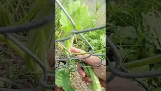 Harvesting okras 21.11: enjoy rural life, gardening & nature  #rurallife #gardening #naturerurallife