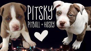 Pitsky FUNNY and Cute Videos! Mix Husky and Pitbull