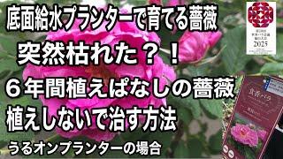 底面給水プランターで育てる薔薔薇　食香バラ紫枝ちゃんは無農薬栽培６年間うるオンプランターに植えぱなしです。突然枯れ込みました。初めての事です。　１０月微生物のおかげで元気になりました。