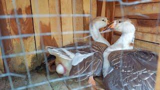 Big Duck Laying EGG video | How animals lay eggs? | Egg Laying process