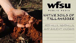 Native Soils of Tallahassee: Red Hills, Sandhills, and Ancient Oceans