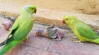 Parrot Jora And Baby So Parrot Beautiful