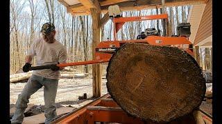 Big Spruce on the Sawmill