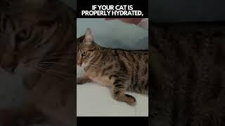 EASY TRICK To Check If Your Cat Drinks Enough Water #shorts