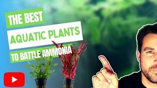 The Best Aquatic Plants To Battle Ammonia