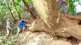 Big unexpected danger..‼️cut down the biggest trembesi tree near the river