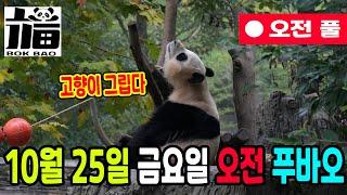 10월 25일 금요일 오전 푸바오, 죽순은 역시 맛있어