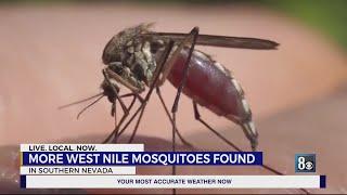 More mosquitoes carrying West Nile Virus found in Southern Nevada