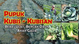 PEMUPUKAN KUBIS