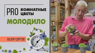 Молодило или заячья капуста | Суккулент для сада и комнатных композиций.