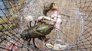 MASSIVE enormous Crayfish