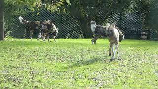 Dominance Behaviour, African Wild Dogs - Painted Wolves / Dogs / Lycaon Pictus at Chester Zoo