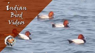 The Common Pochard (Aythya ferina) - Indian Bird Videos