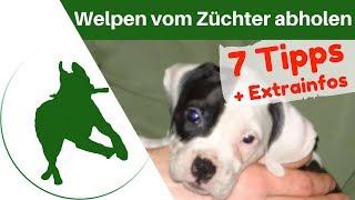 Welpen vom Züchter abholen - die 7 wichtigsten Tipps!