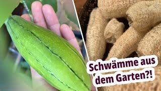 Erfolgreich Luffa anbauen | Ernte deine eigenen Schwämme!