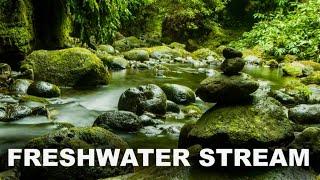 Freshwater Stream - Relaxing Ambient Nature Sounds - White Noise for Deep Sleep, Study or Meditation