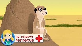 Jamila the Meerkat | Doctor Poppy - Animals For Kids | Cartoon Animals