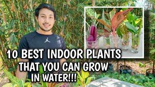 PROPAGATING INDOOR PLANTS IN WATER | BEST INDOOR PLANTS THAT YOU CAN GROW IN WATER