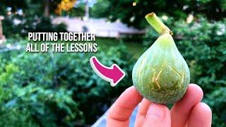 Evaluate Your Fig Tree: Putting all of the Lessons Together for Success