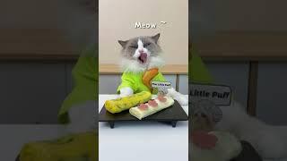 Cooking up some new recipes in the kitchen #thatlittlepuff #catsofyoutube #puffknowsbetter