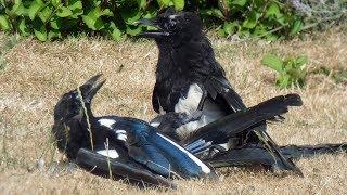 Magpie Calls