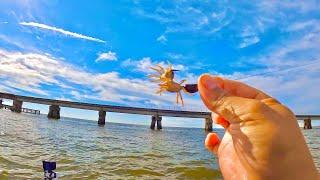 This is why you Drop these Tiny crabs around Bridges!