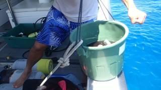 #Okinawa #Tebah Dive #Fishing Squid