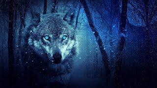 Wolves howling in the night. 8 Hours of wolf sounds