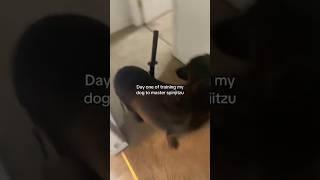 Funny animal videos I found on Instagram and Tiktok #shorts #funnyanimals #cat #funnypets #funny