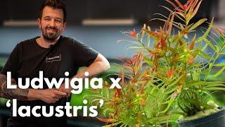 Ludwigia x ‘lacustris’ | Liquid Nature Pflanzenvorstellung