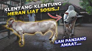 KLENTANG-KLENTUNG SAMPE HERAN LIAT BADAN SOSIS KOK BISA SEPANJANG INI...