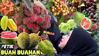 Petik buah-buahan dikebun | Bikin jus buah segar