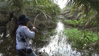 Ikan pada ngumpul casting di lempar umpan langsung disambar