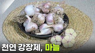 음식 X-파일 : 천연 강장제 마늘 [2TV 생생정보] | KBS 250623 방송