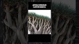‼️Красивейшее дерево в мире #дерево #мир #планета #красота #reels #shorts #истории #факты #история