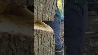 Tree Bite #shorts