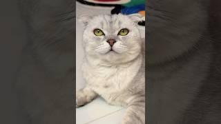 Superhero Sonya  #cat #cats #funny
