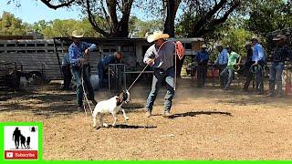 Goat Roping  2020 Motley / Dickens Old Settlers Rodeo | Saturday