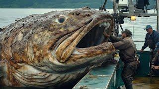 Catching Big Grouper This Way - How Fishermen Catch Millions Of Tons Of Seafood