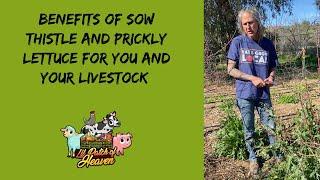 Benefits of Sow Thistle and Prickly Lettuce