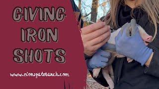 How to Give Iron Shots to Piglets!