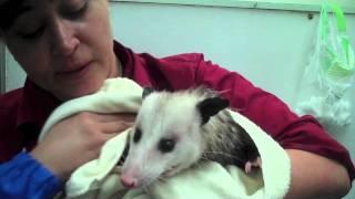 Proper Opossum Bath & Groom