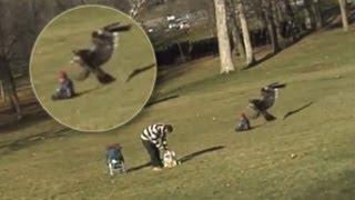 Suri Orao Zgrabio Dete (Golden Eagle Snatches Kid)