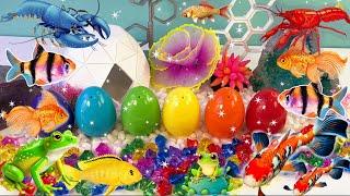 Amazing snow fish colorful surprise eggs, crayfish, koi, angelfish, betta, goldfish, glofish tetra