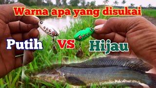 umpan casting warna apa yang disukai ikan gabus ⁉️ soft frog katak palsu terbaik